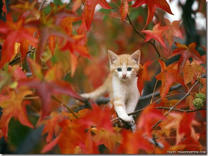 cat-in-autumn-wallpaper